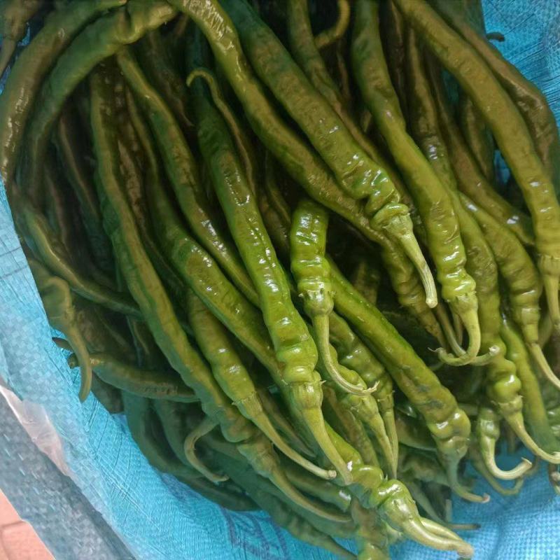 湛江徐闻精品辣椒稳定一手货源按需分拣。