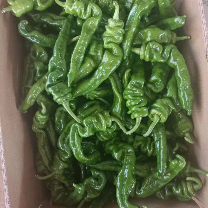 湛江徐闻精品辣椒稳定一手货源按需分拣。