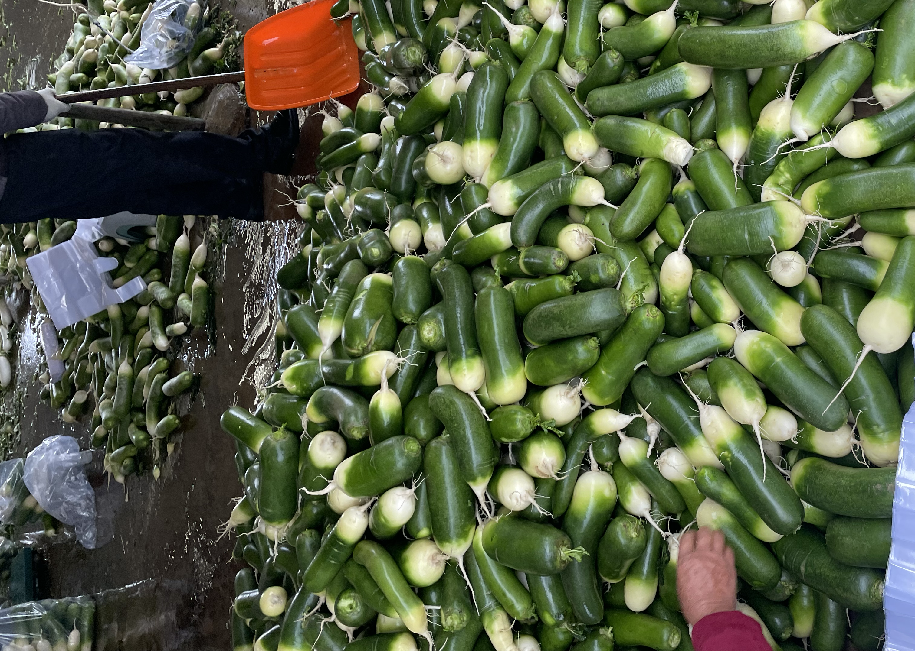 青萝卜的归经示意图