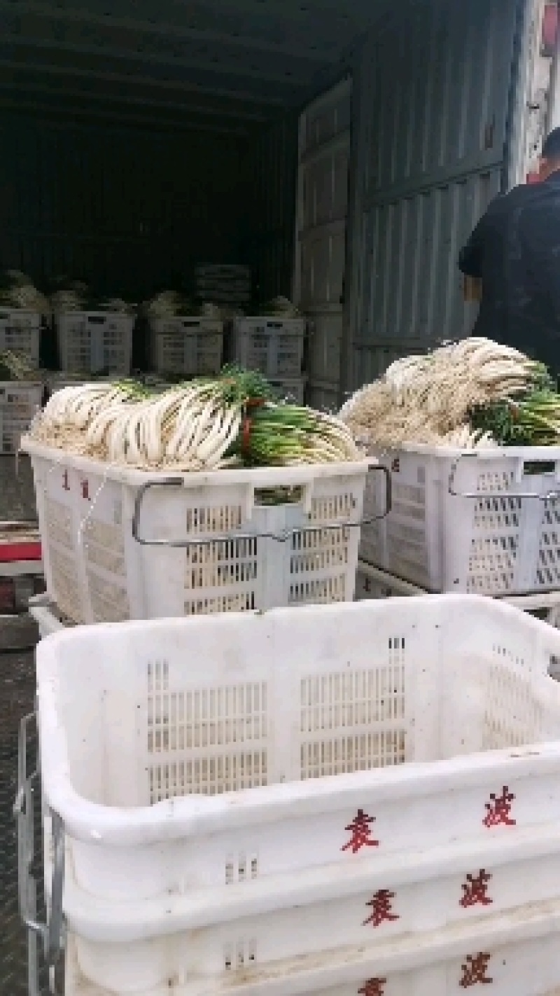 精品牛腿藠极白长腿，基地供货！源头优势！品质把控！