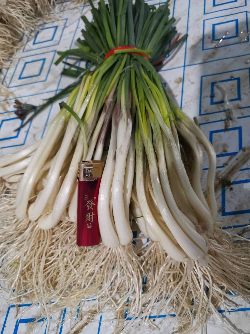 精品牛腿藠极白长腿，基地供货！源头优势！品质把控！