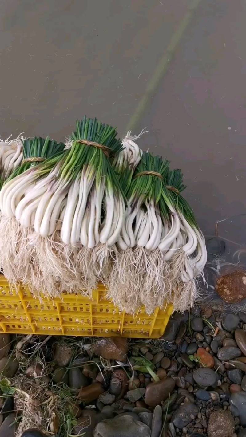 精品牛腿藠极白长腿，基地供货！源头优势！品质把控！