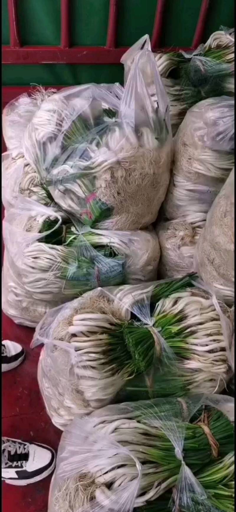 精品牛腿藠极白长腿，基地供货！源头优势！品质把控！