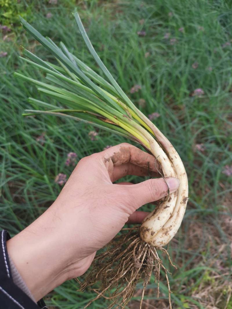 精品牛腿藠极白长腿，基地供货！源头优势！品质把控！