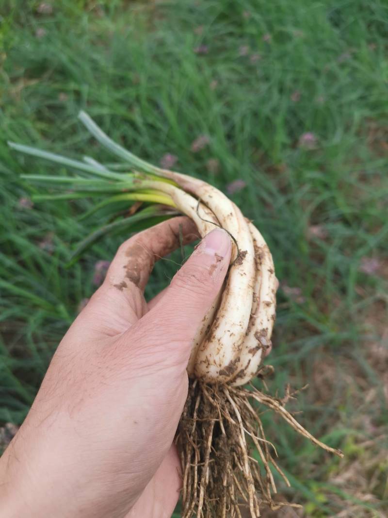 精品牛腿藠极白长腿，基地供货！源头优势！品质把控！