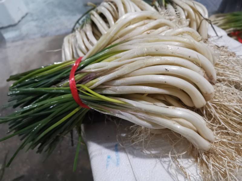 精品牛腿藠极白长腿，基地供货！源头优势！品质把控！