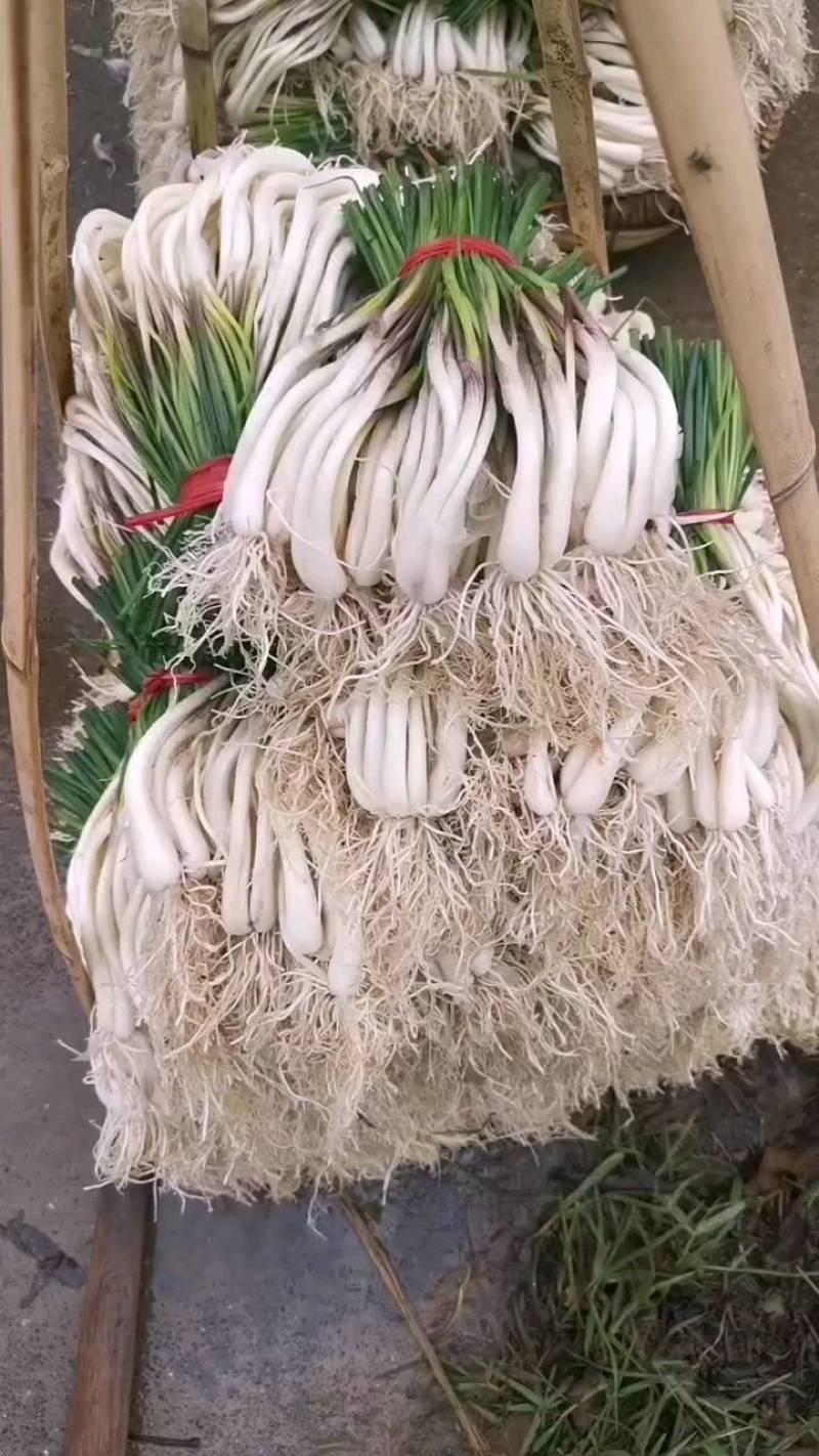 精品牛腿藠极白长腿，基地供货！源头优势！品质把控！