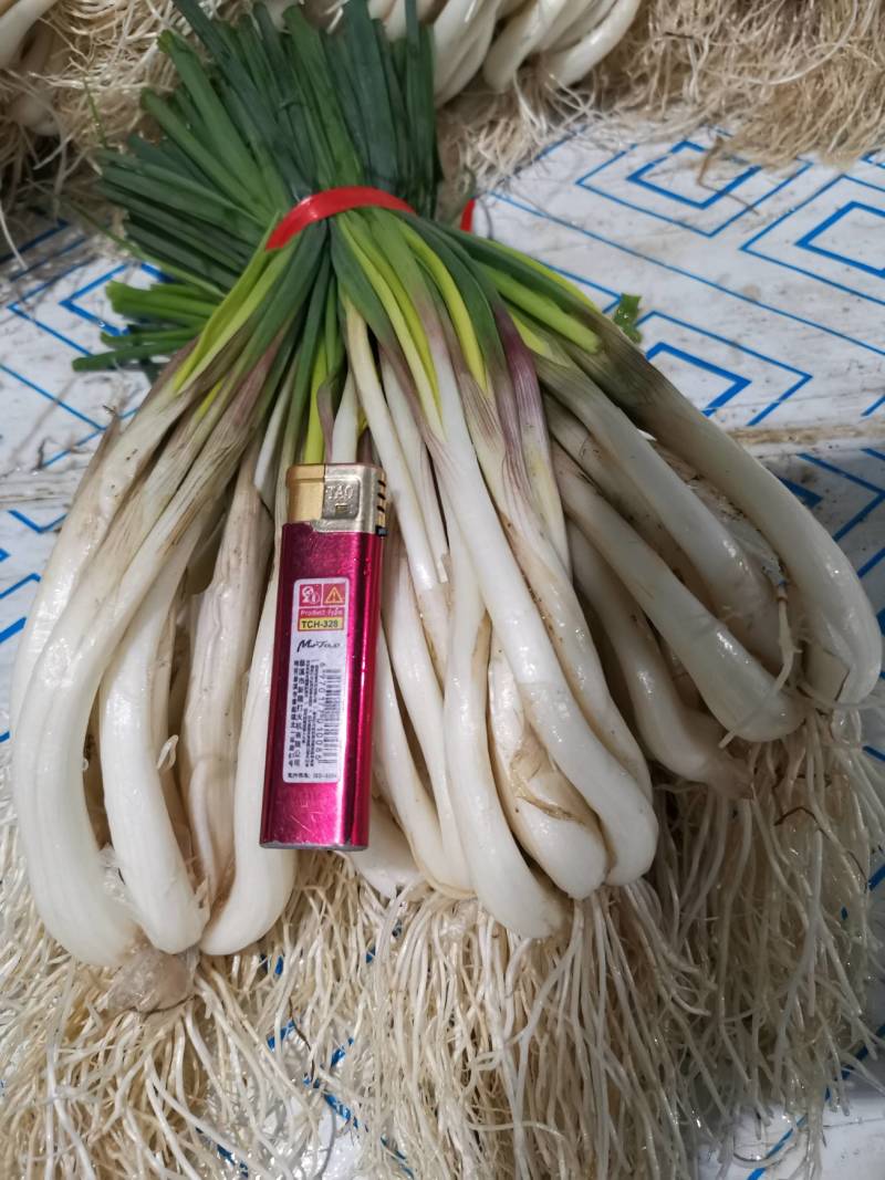 精品牛腿藠极白长腿，基地供货！源头优势！品质把控！