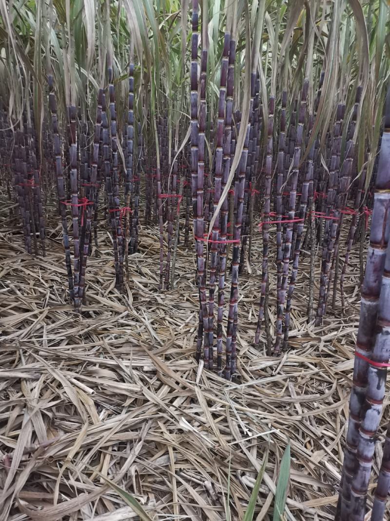 云南红皮甘蔗，对接电商社区团购市场商超客户