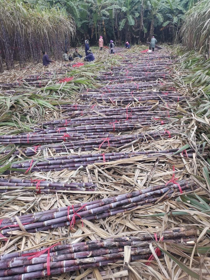 云南红皮甘蔗，对接电商社区团购市场商超客户