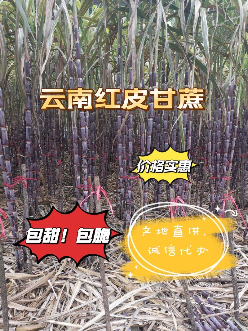 云南红皮甘蔗，对接电商社区团购市场商超客户