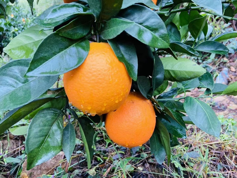 技术人员正在对江口脐橙树进行冬季修剪,去除病弱枝条,促进来年结果 江口脐橙果园冬季修剪作业图