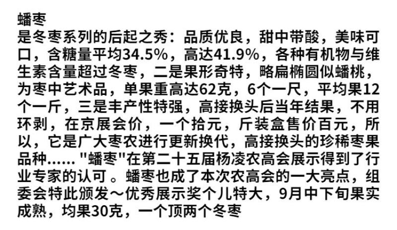 山东沾化枣树苗蟠枣苗大量现货产地直发一手货源