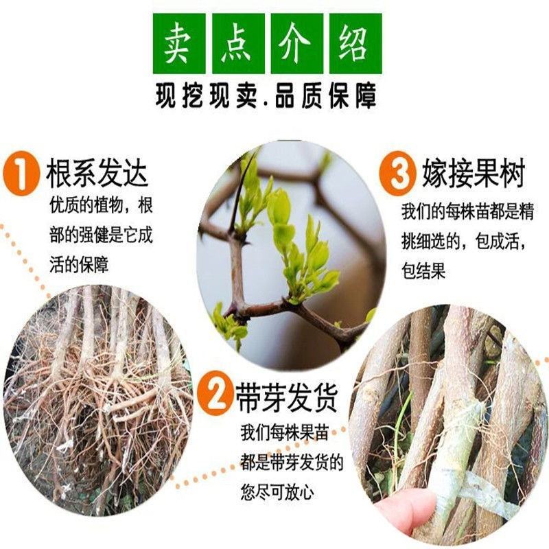 山东沾化枣树苗蟠枣苗大量现货产地直发一手货源