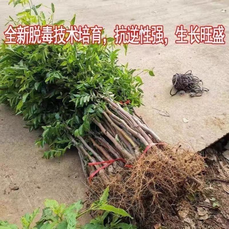 山东沾化枣树苗蟠枣苗大量现货产地直发一手货源