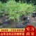 山东沾化枣树苗蟠枣苗大量现货产地直发一手货源
