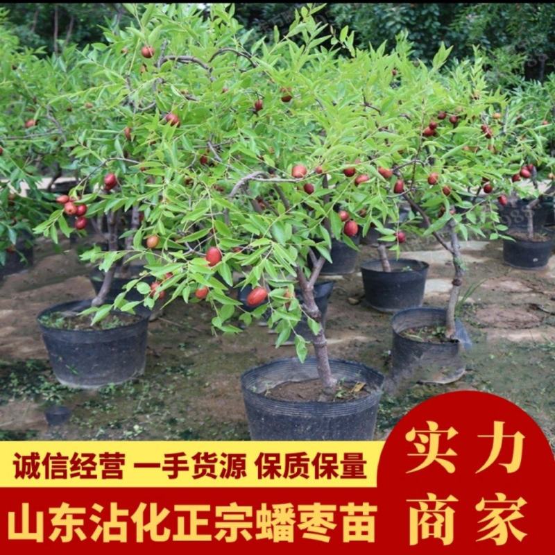 山东沾化枣树苗蟠枣苗大量现货产地直发一手货源