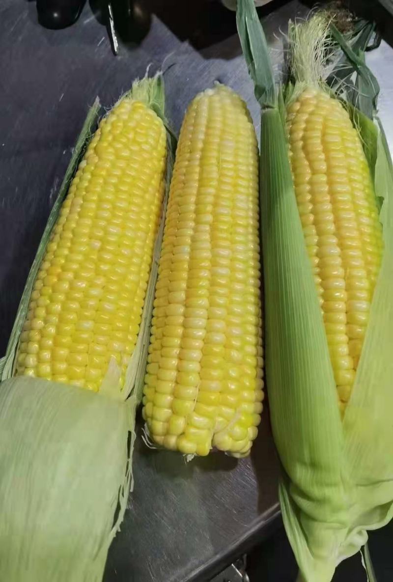 鲜玉米