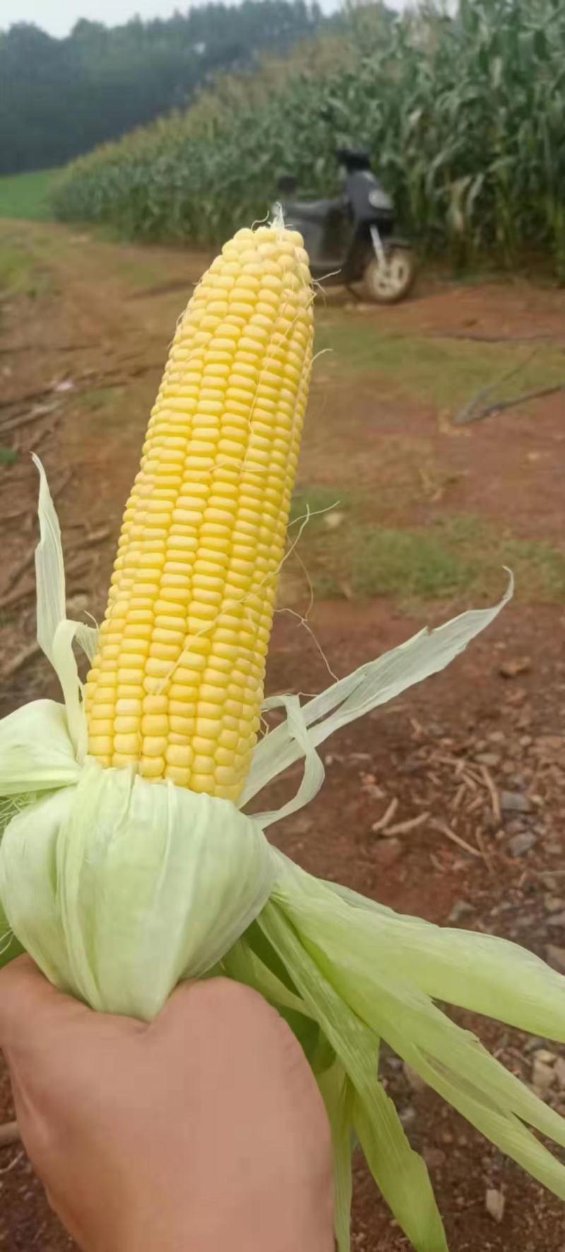 鲜玉米