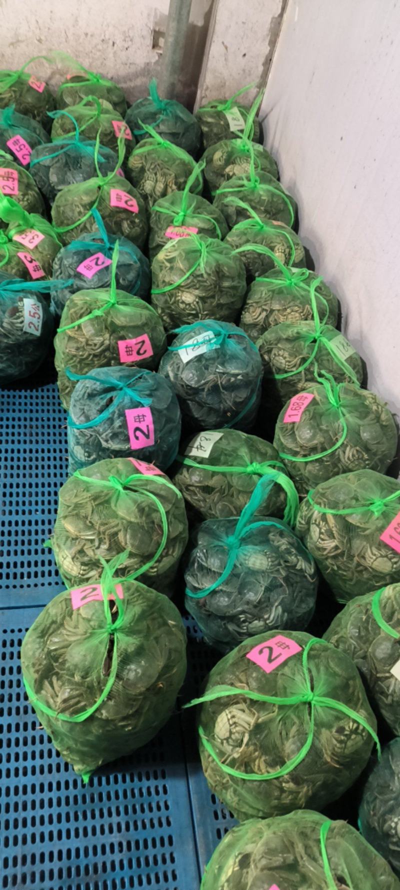 江苏产地直发养殖基地兴化一年四季供应螃蟹规要货提前联系我