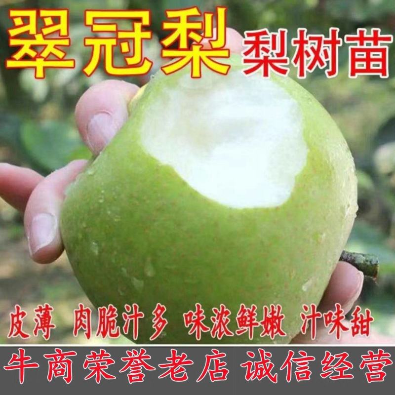 【包邮】梨树苗翠冠梨苗早熟南方种植北方耐寒梨苗果树苗