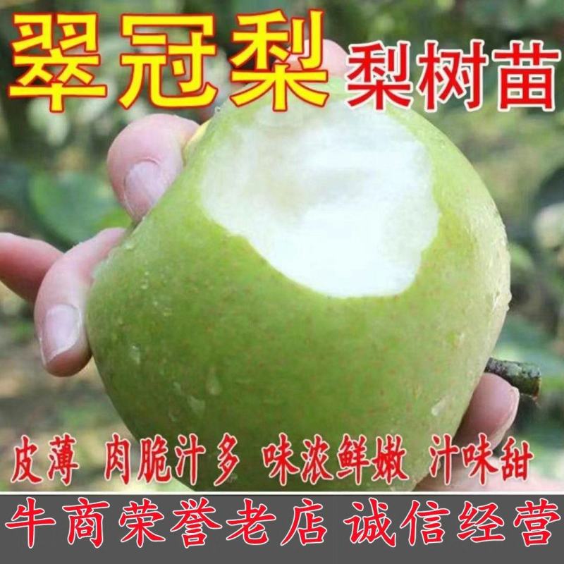【包邮】梨树苗翠冠梨苗早熟南方种植北方耐寒梨苗果树苗