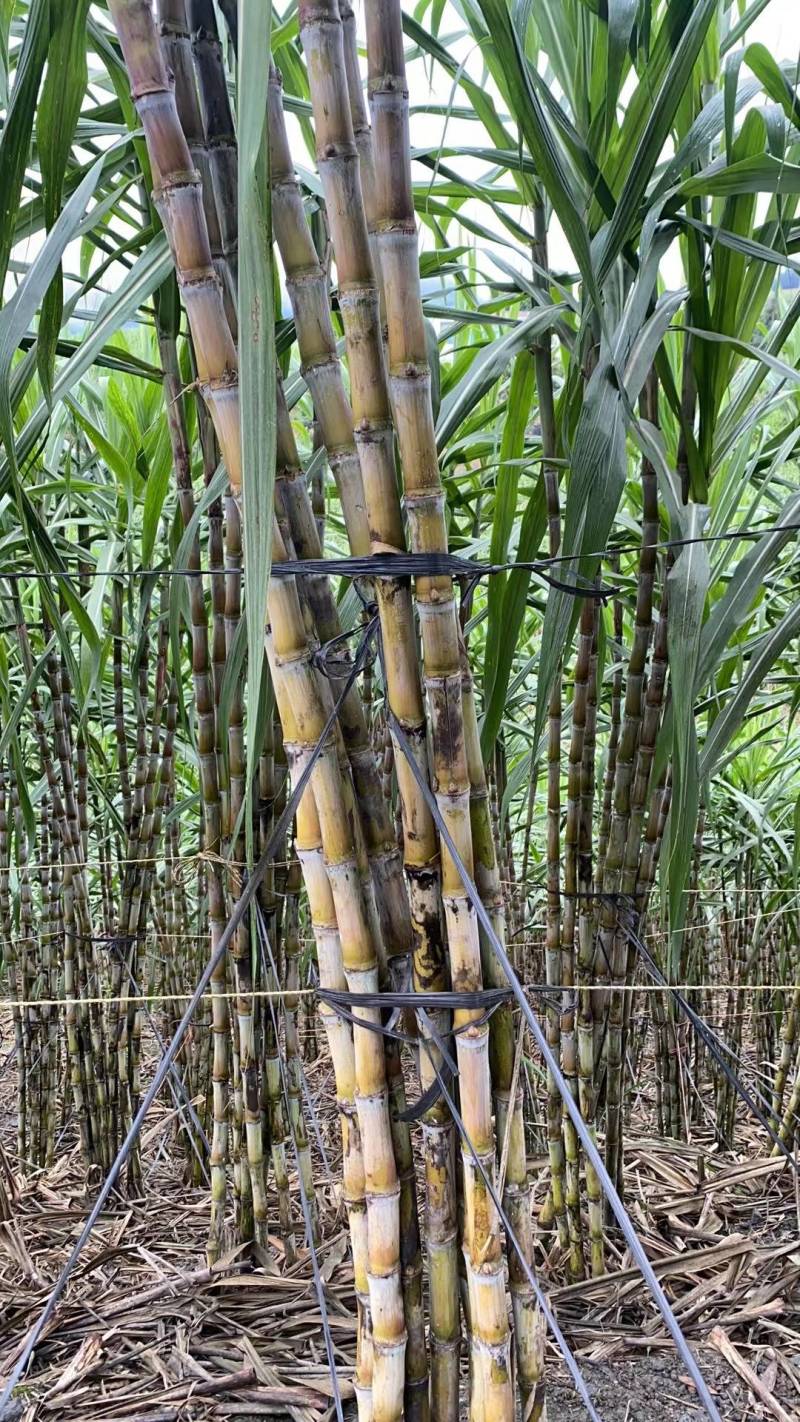 甘蔗丶云南甘蔗丶皮薄汁甜丶起皮丶节子长丶平均长度2米5