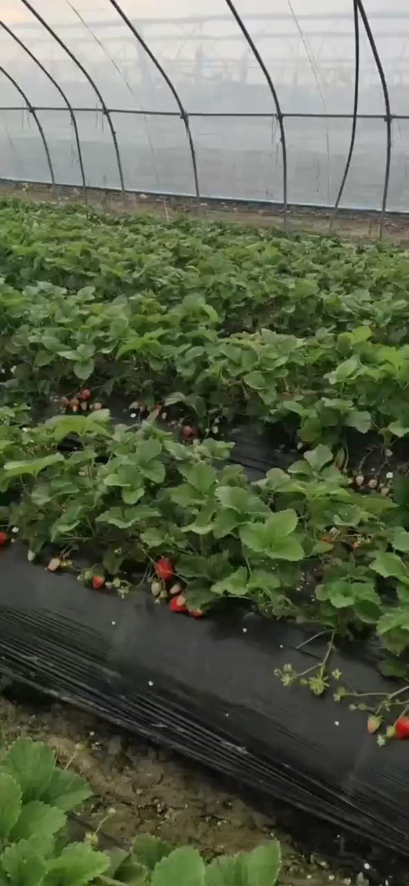 精品草莓各种规格量大欢迎加入平台市场都行