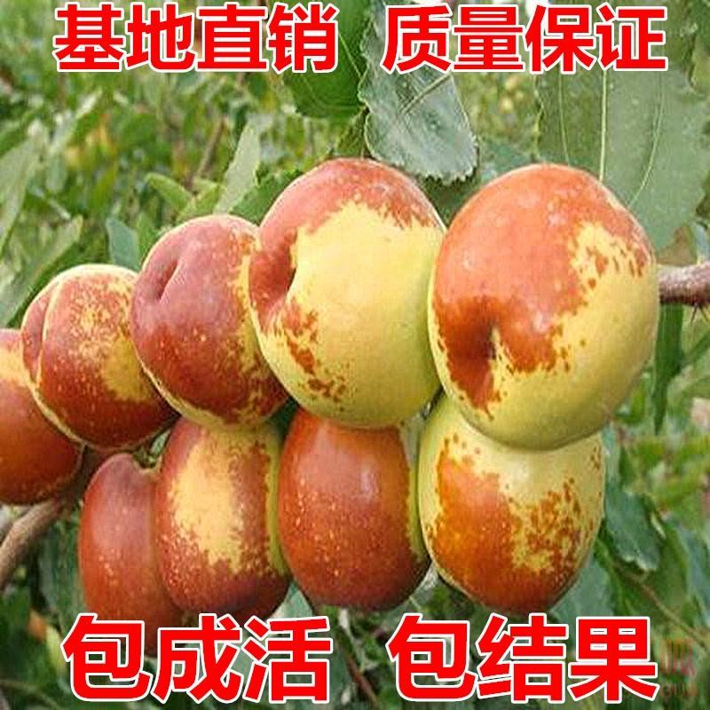 山东沾化枣树冬枣树一手货源，产地直发价格优惠靠谱