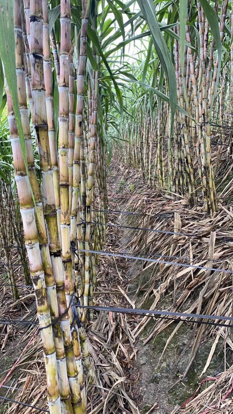 甘蔗丶云南甘蔗丶皮薄汁甜丶起皮丶节子长丶平均长度2米5