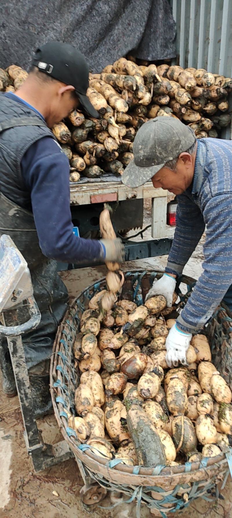 安徽精品莲藕产地一手货源，货源充足保质保量可以视频看货