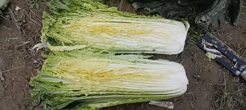 竹筒白菜超靓3毛上车