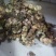 甜黄精大量现货现货欢迎电话联系下单就发包邮