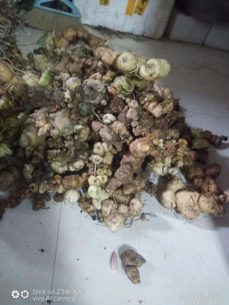 甜黄精大量现货现货欢迎电话联系下单就发包邮