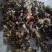甜黄精大量现货现货欢迎电话联系下单就发包邮