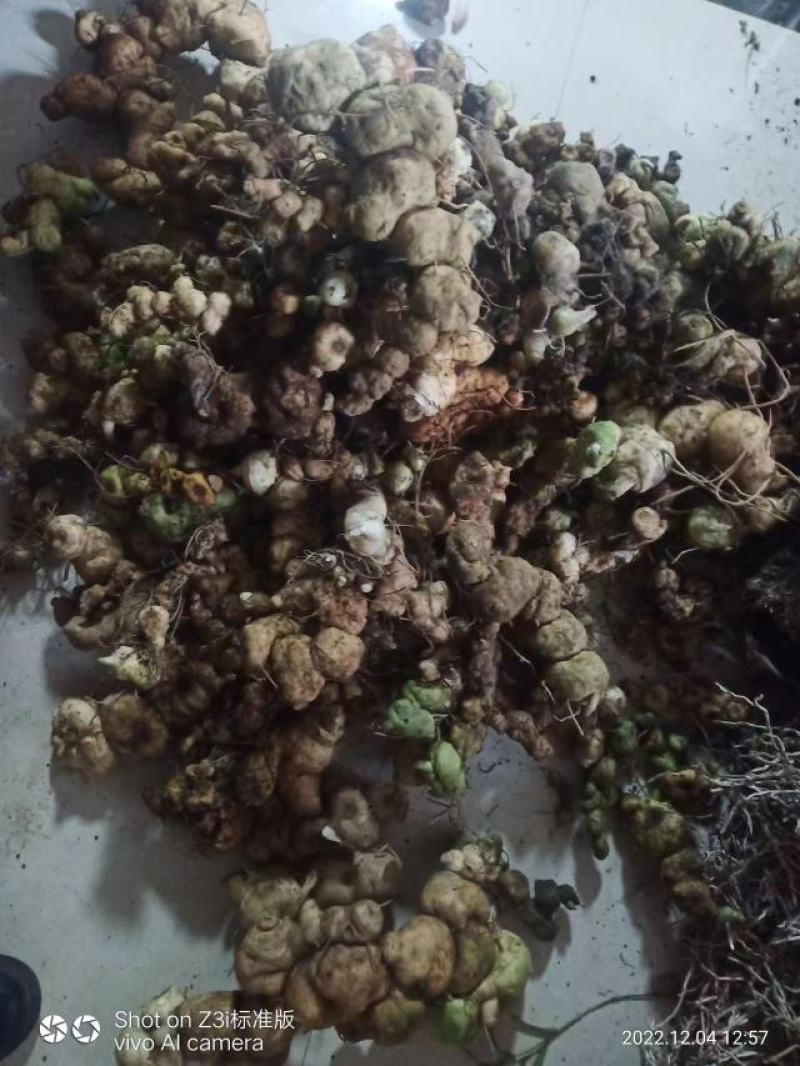甜黄精大量现货现货欢迎电话联系下单就发包邮