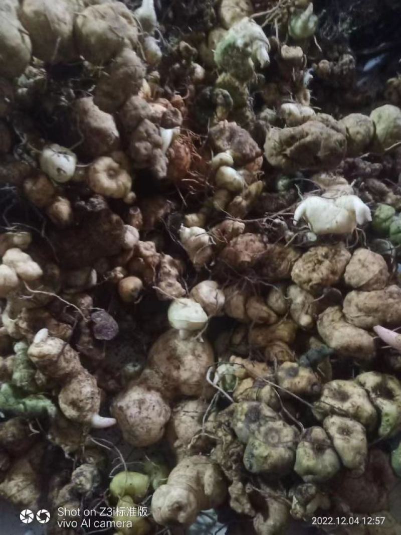 甜黄精大量现货现货欢迎电话联系下单就发包邮