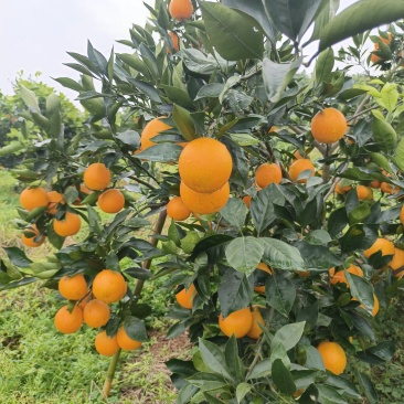 资中四号血橙特好货