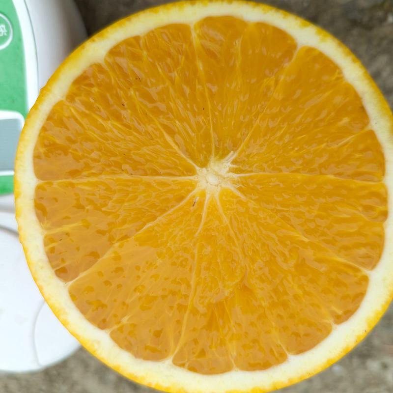 资中四号血橙特好货