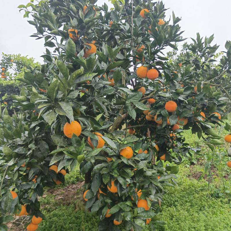 资中四号血橙特好货
