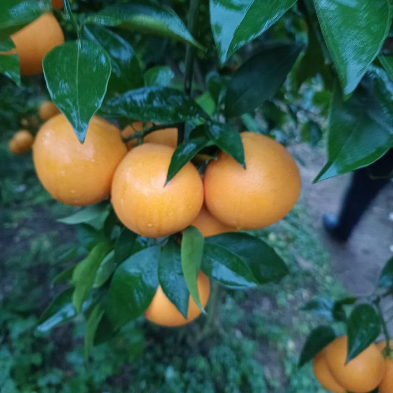 资中塔罗科血橙特好货支持大批量的市场与电商走货