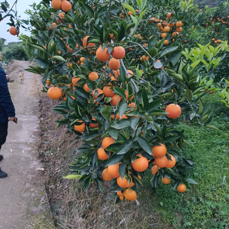 资中塔罗科血橙特好货支持大批量的市场与电商走货