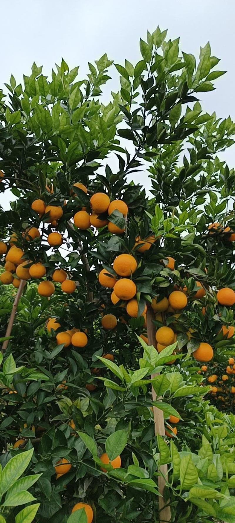 资中塔罗科血橙特好货支持大批量的市场与电商走货