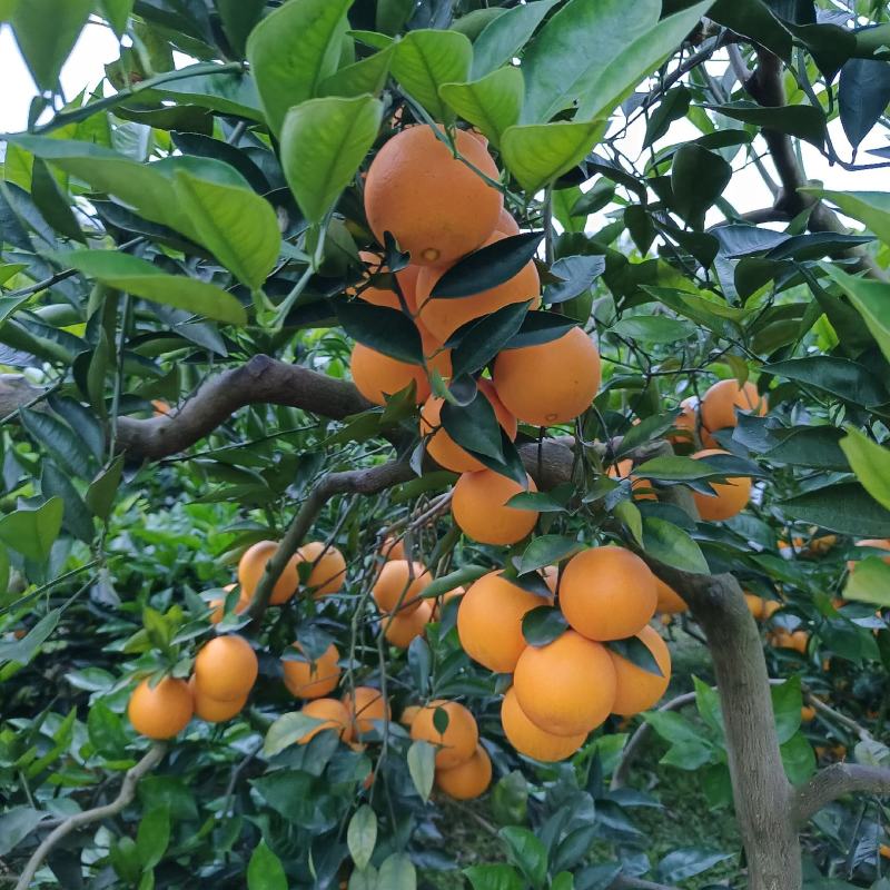 资中塔罗科血橙特好货支持大批量的市场与电商走货
