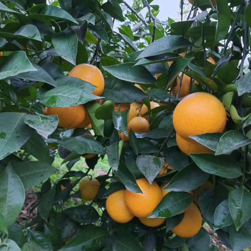 资中塔罗科血橙特好货支持大批量的市场与电商走货