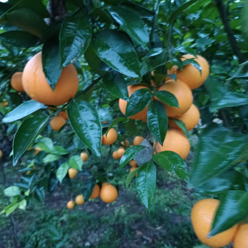资中塔罗科血橙特好货支持大批量的市场与电商走货