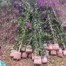 安格斯三角梅紫花多枝藤蔓高度1.5—4米视频量大从优