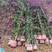 安格斯三角梅紫花多枝藤蔓高度1.5—4米视频看货量大从优