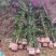 安格斯三角梅紫花多枝藤蔓高度1.5—4米视频看货量大从优