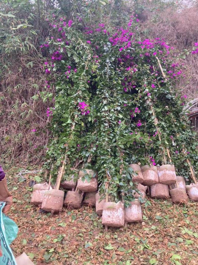 安格斯三角梅紫花多枝藤蔓高度1.5—4米视频看货量大从优